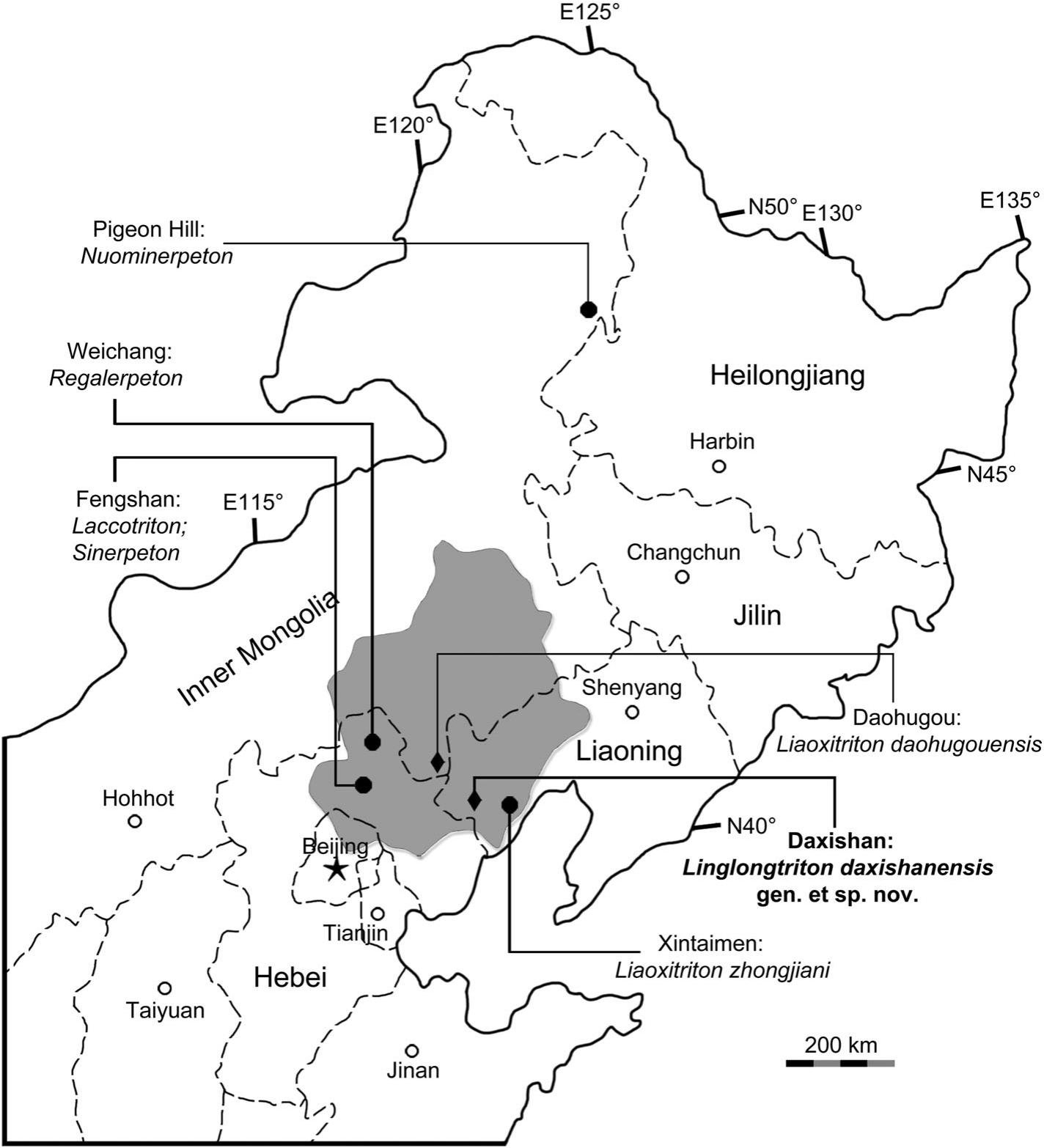 A New Stem Hynobiid Salamander Urodela Cryptobranchoidea From The Upper Jurassic Oxfordian Of Liaoning Province China