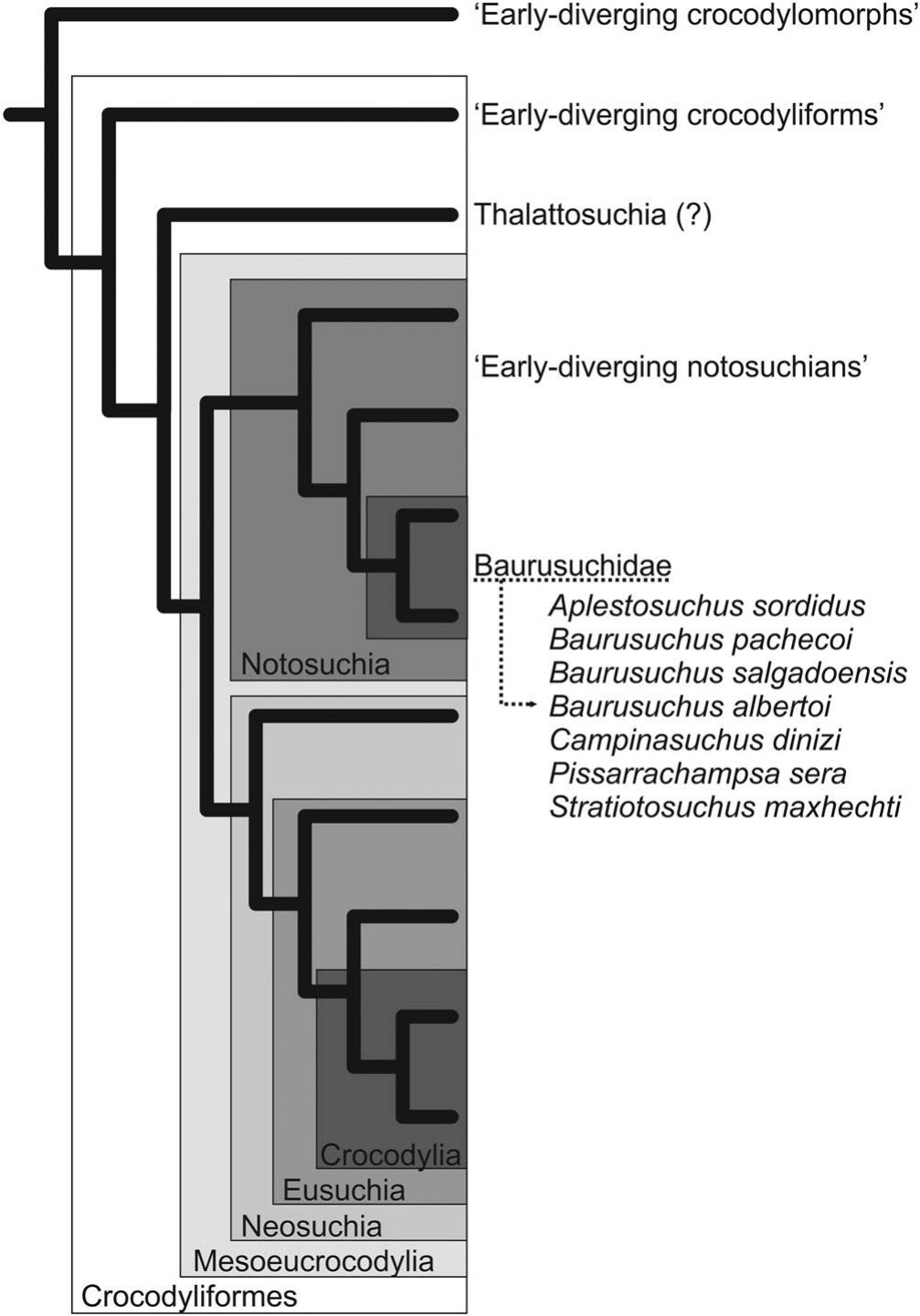 PDF) A new Baurusuchidae (Notosuchia, Crocodyliformes) from the