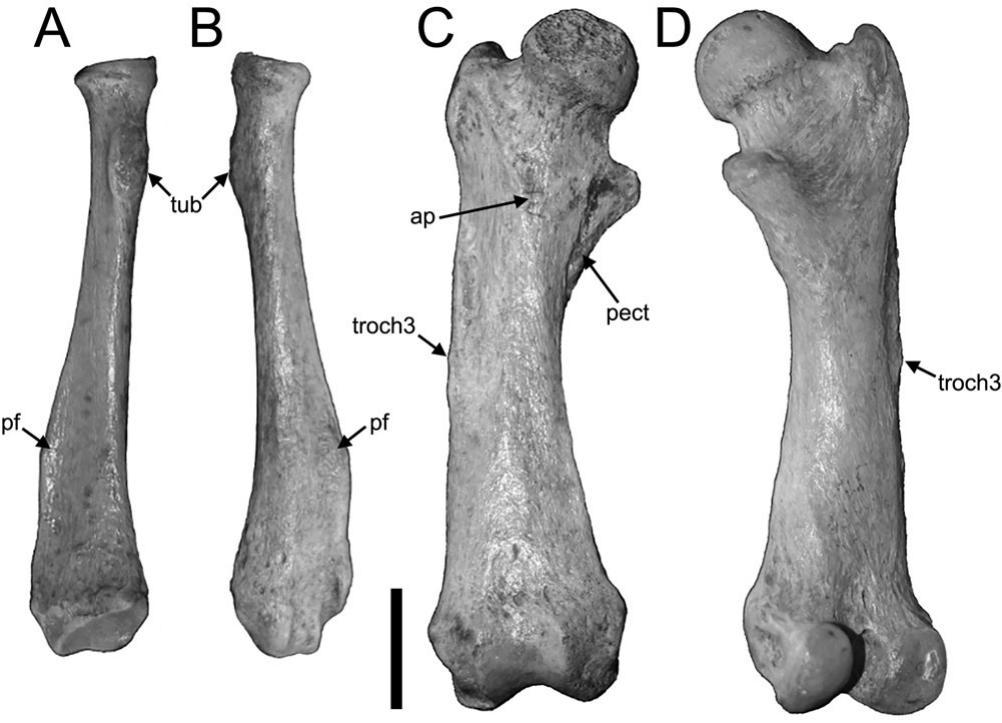 Easternmost Occurrences of Neocnus (Mammalia, Pilosa, Megalonychidae ...