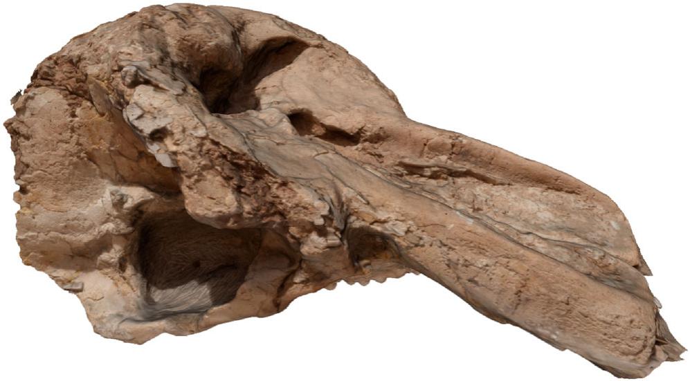 The First Tetralophodon (Mammalia, Proboscidea) Cranium from Africa