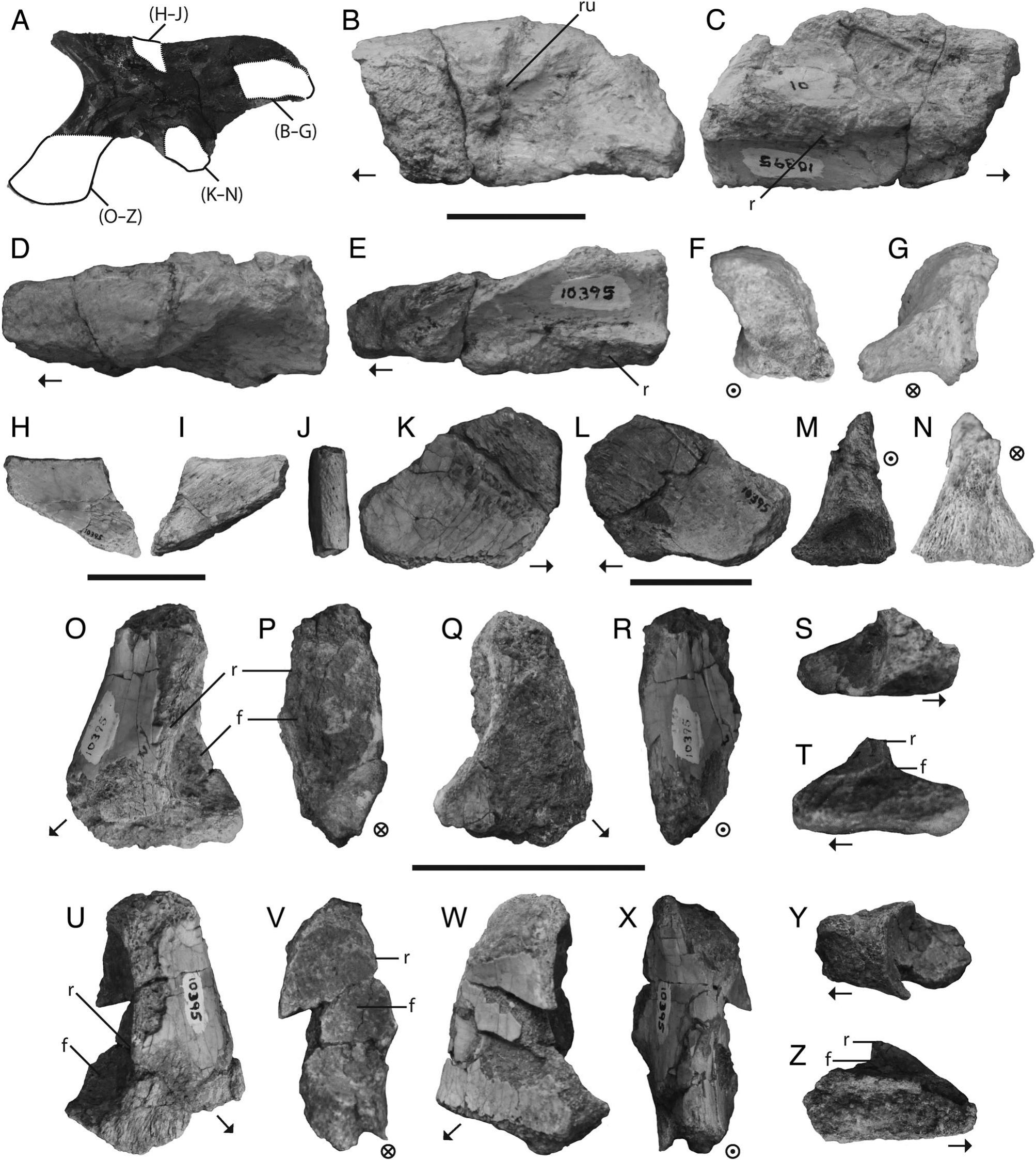 Paleolithic Stone Tool 3.04 Chopper