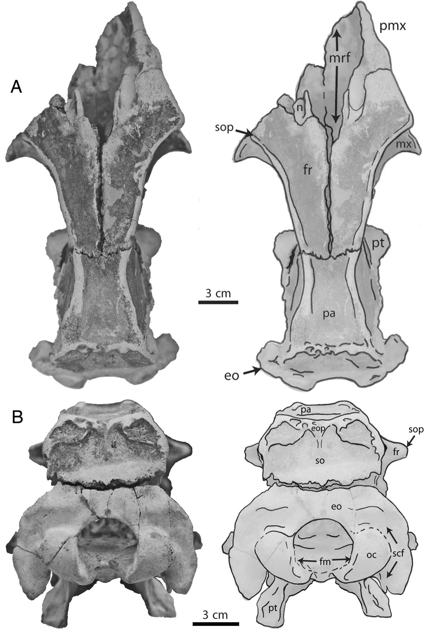 Fossil Sirenia of the West Atlantic and Caribbean Region. XII ...