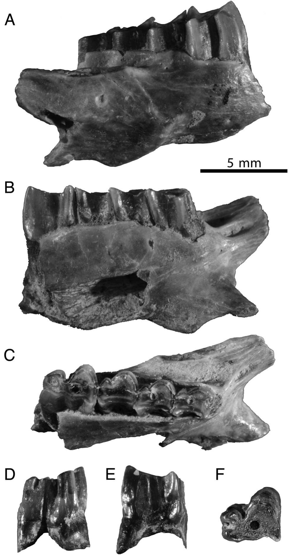 Phylogeny, Systematics, and Evolution of Hypsodonty in the ...