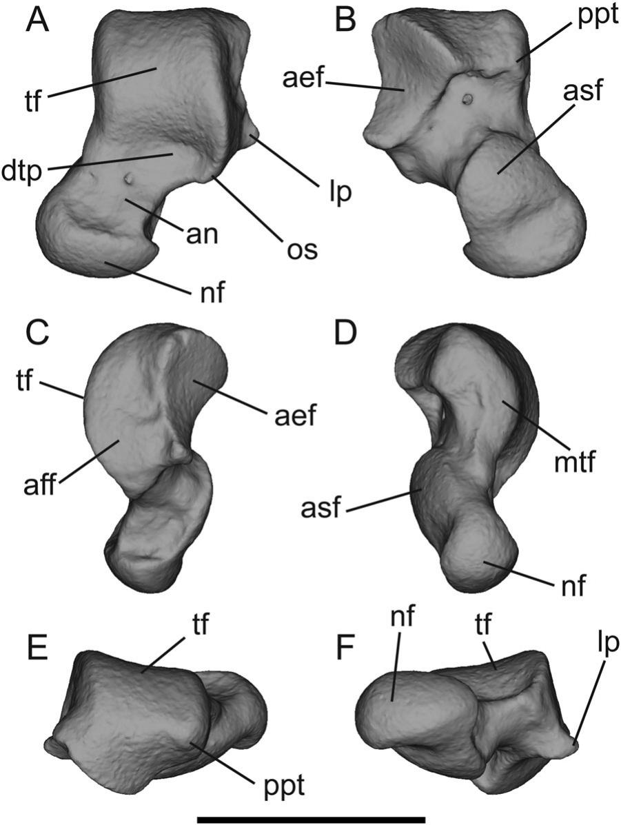 Tarsals of the Miniscule Insectivorous Mammal Batodonoides from the ...