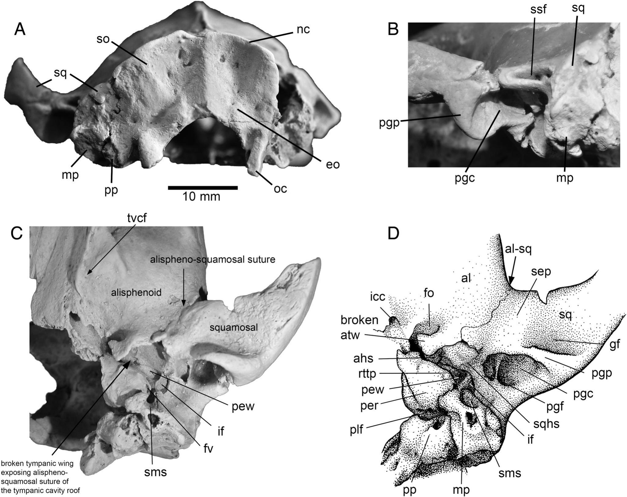 Lekaneleo, a New Genus of Marsupial Lion (Marsupialia, Thylacoleonidae ...