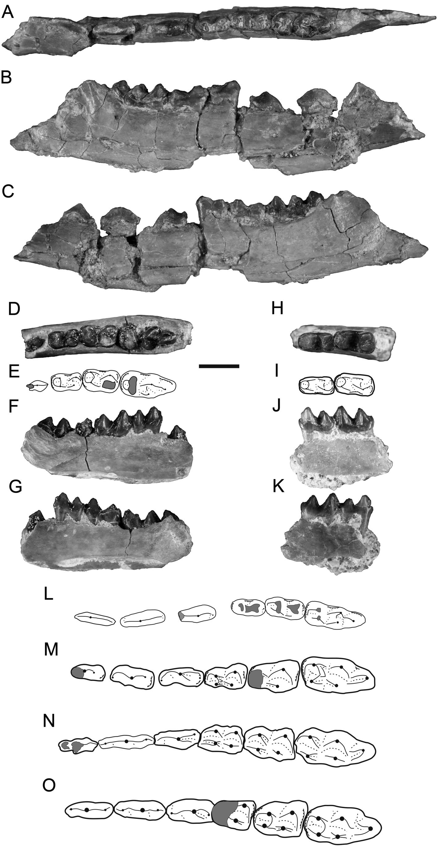 New Basal Ruminants from the Eocene of the Pondaung Formation, Myanmar