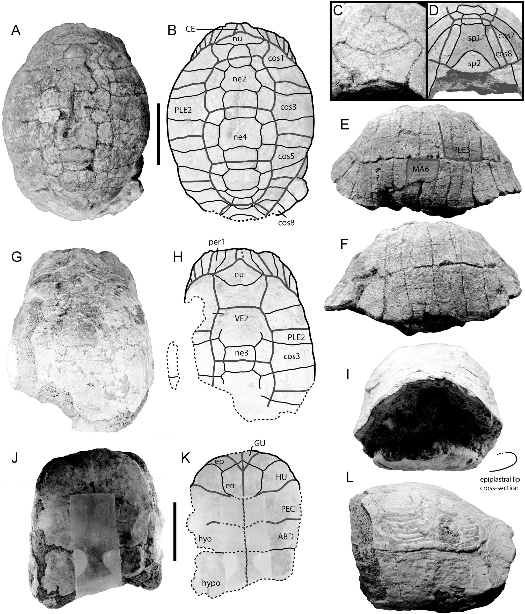 Late Miocene Tortoises from Samos, Greece: Implications for European ...