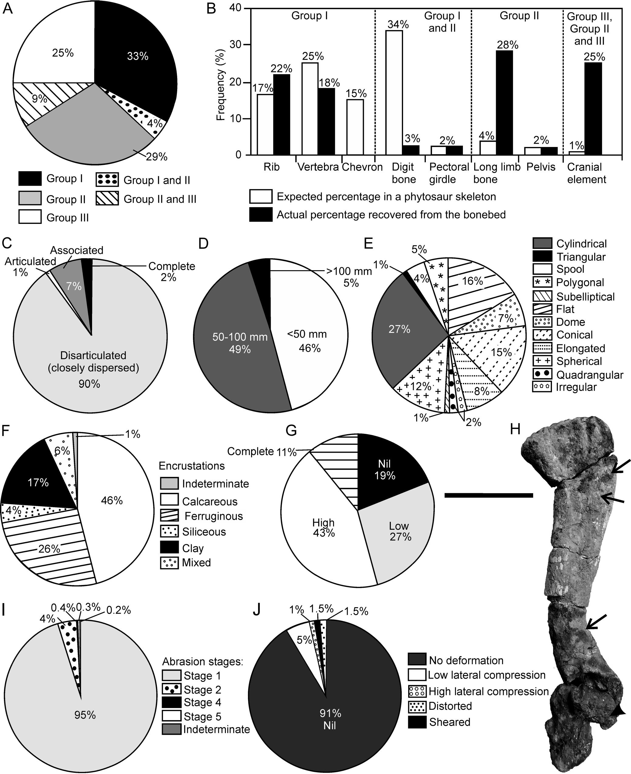 Taphonomic Signatures Of A New Upper Triassic Phytosaur Diapsida Archosauria Bonebed From India Aggregation Of A Juvenile Dominated Paleocommunity