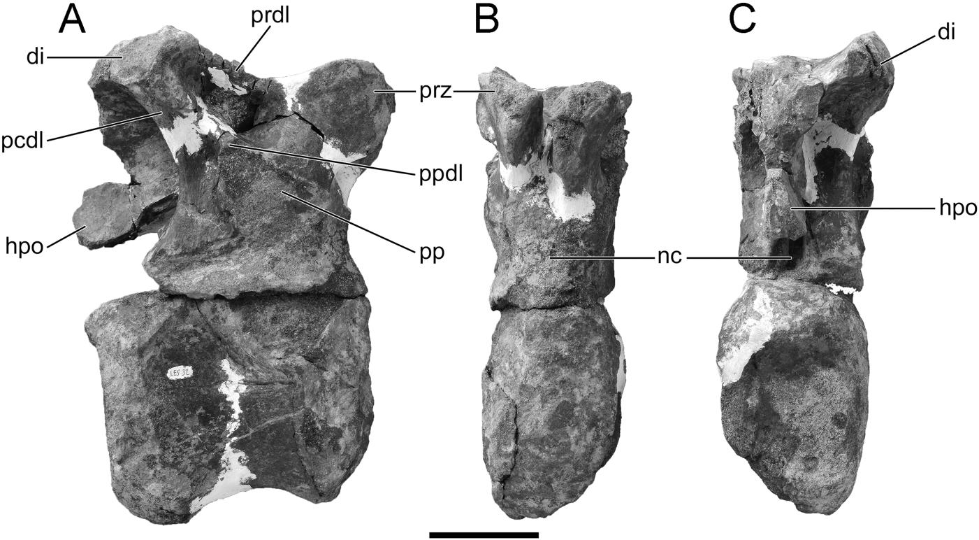 Prognathous, callipygous, steatopygous, exophthalmos