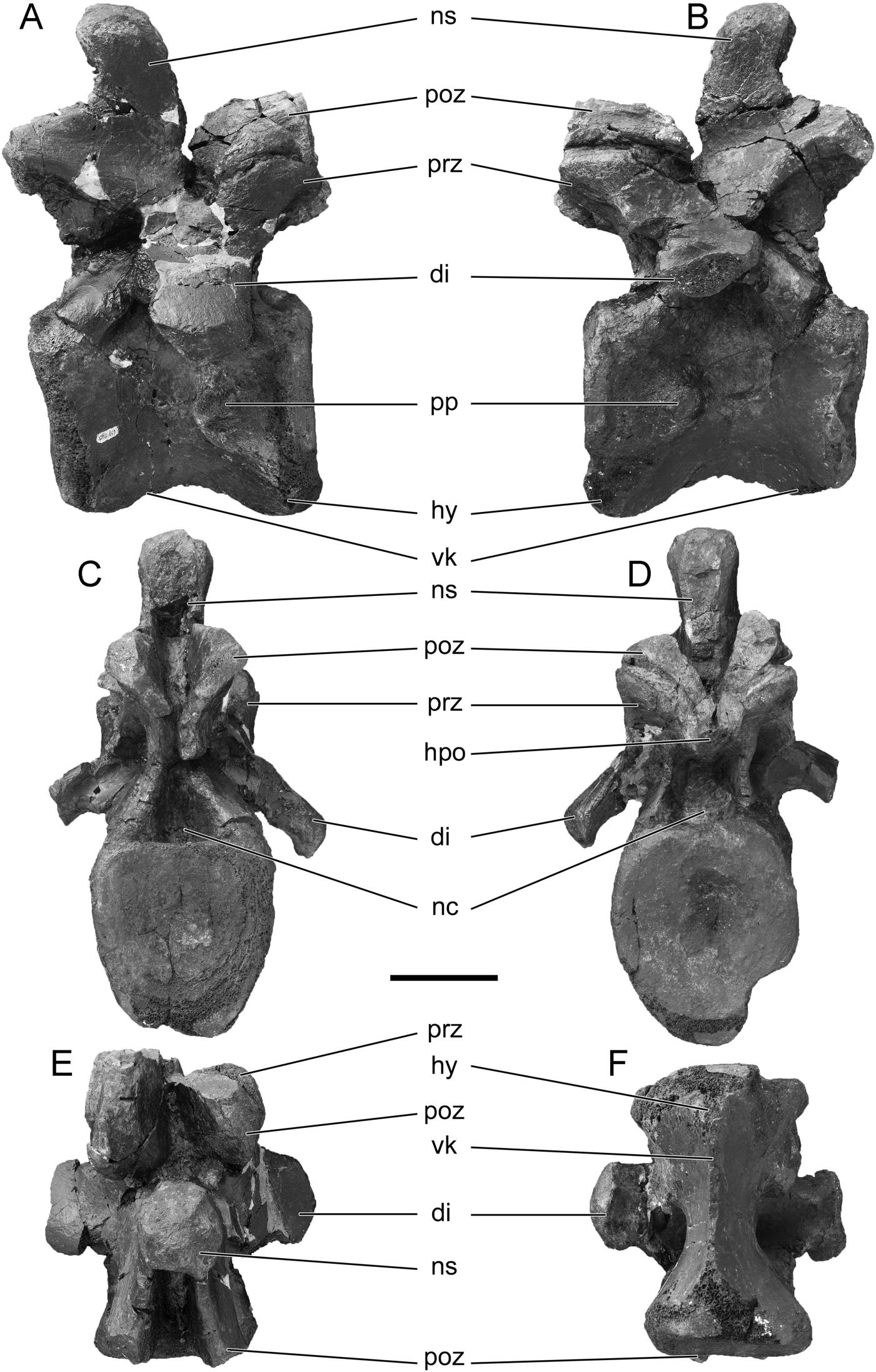 Prognathous, callipygous, steatopygous, exophthalmos