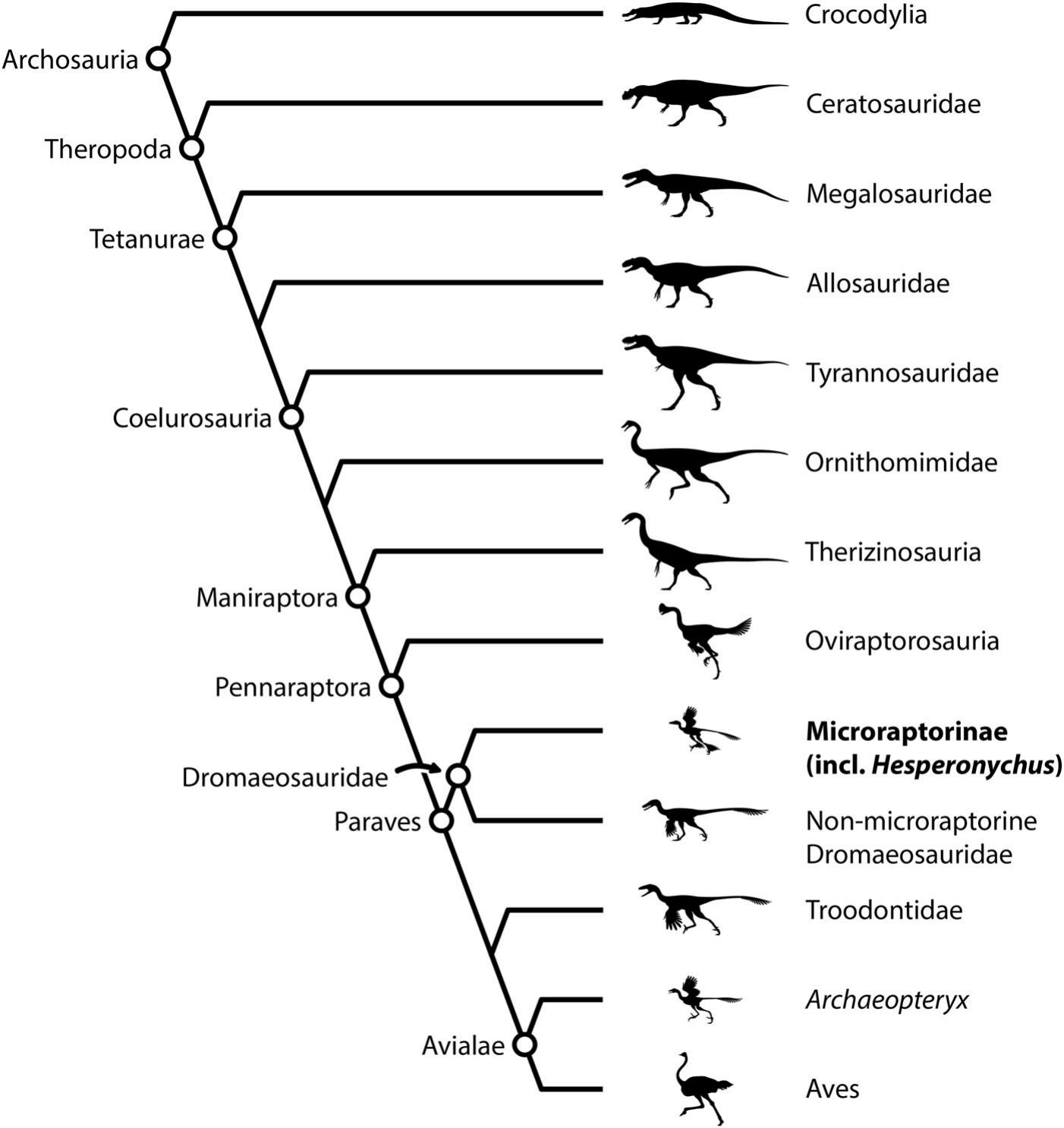 The Homology, form, and Function of the Microraptorine Lateral Pubic ...