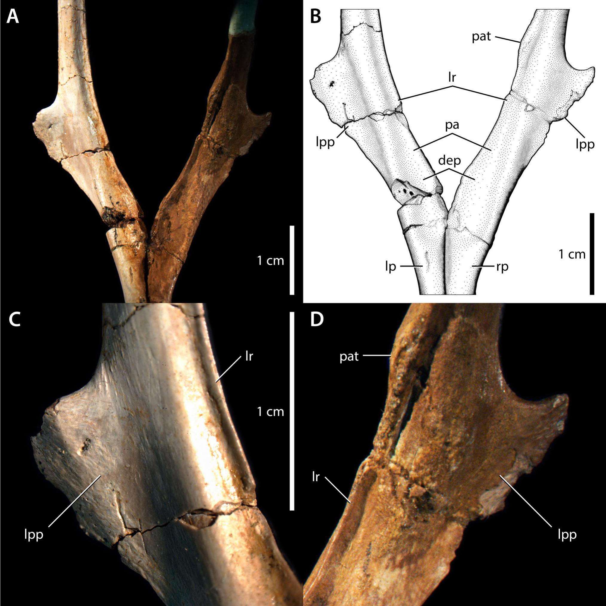 The Homology, Form, And Function Of The Microraptorine Lateral Pubic ...