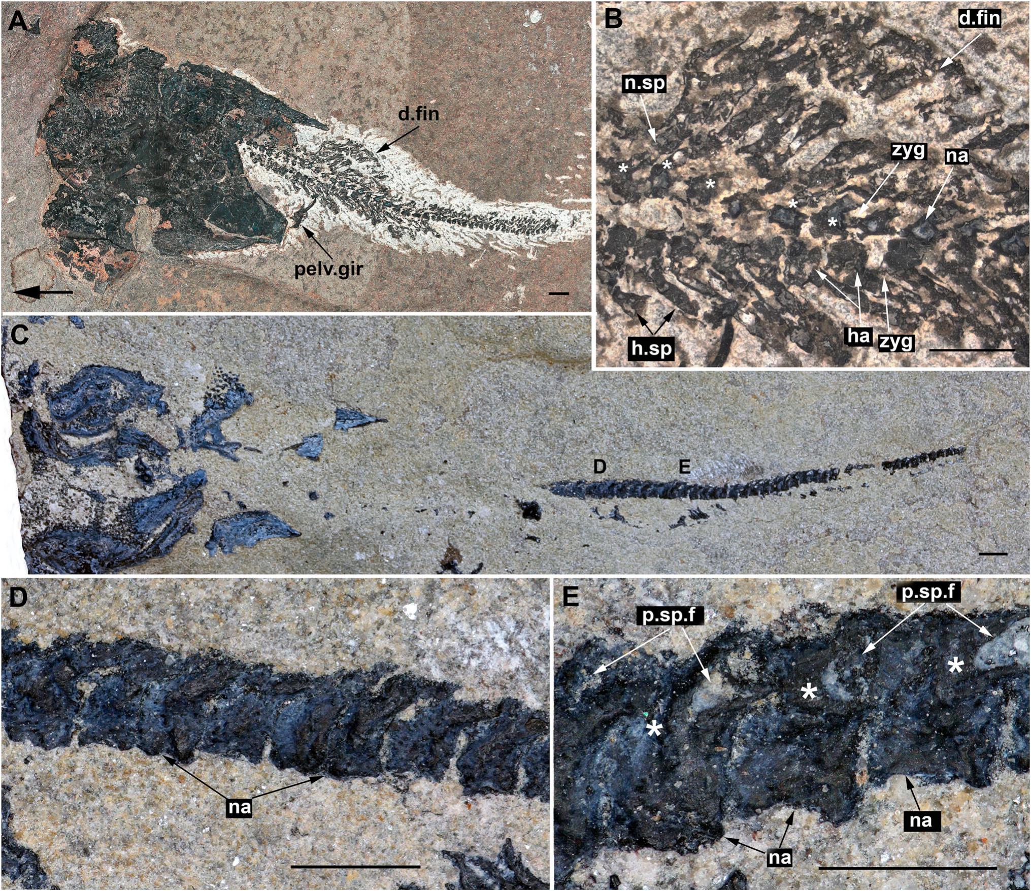 Hyperossification in the Vertebral Column of Devonian Placoderm Fishes ...