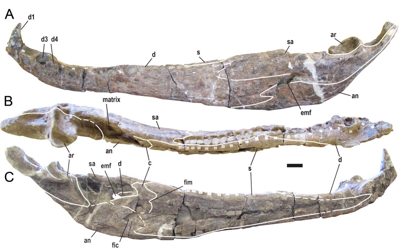 Full article: A systematic review of the giant alligatoroid Deinosuchus  from the Campanian of North America and its implications for the  relationships at the root of Crocodylia