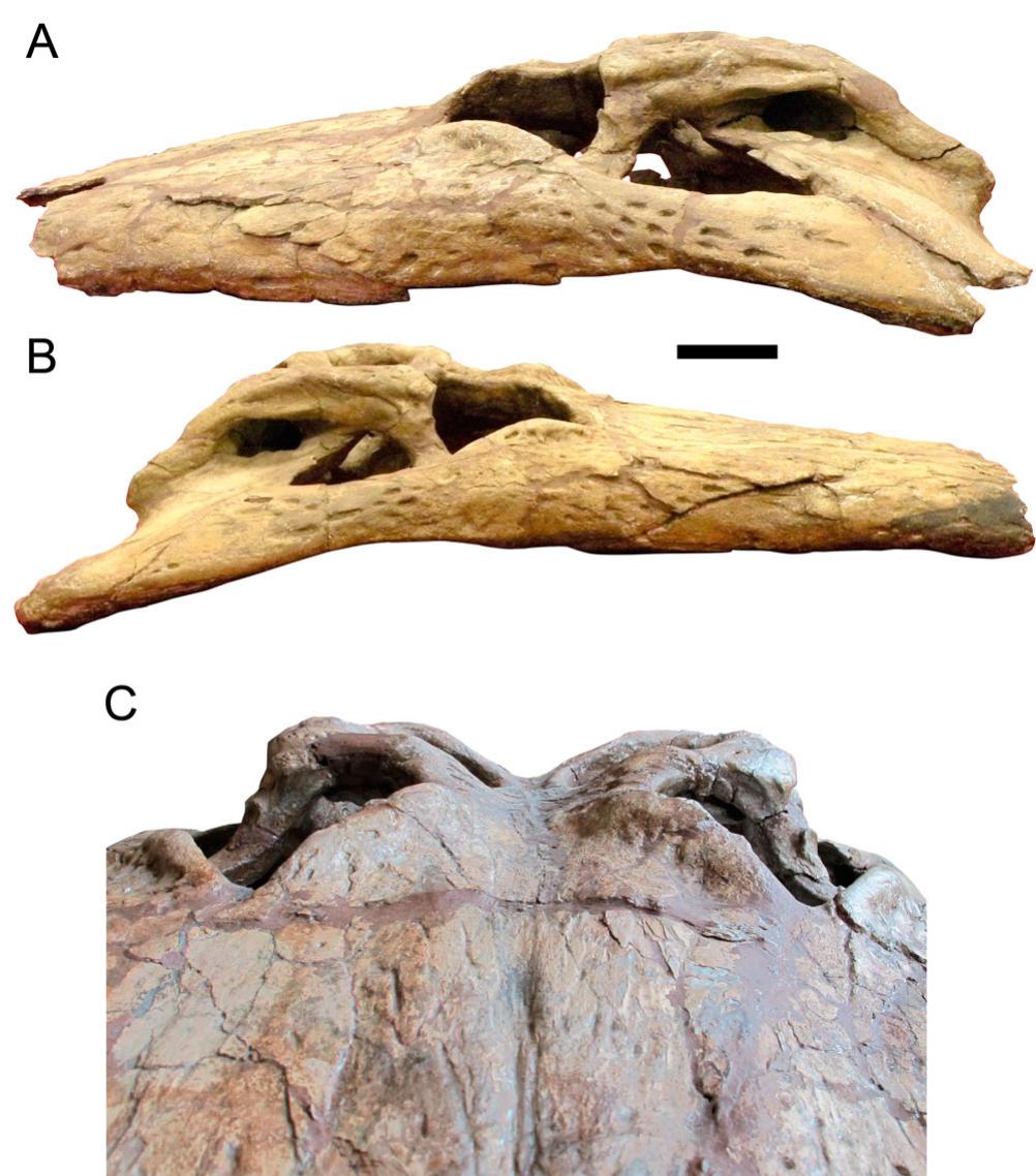 THE NEW & IMPROVED DEINOSUCHUS IS A FORCE OF NATURE! - ARK