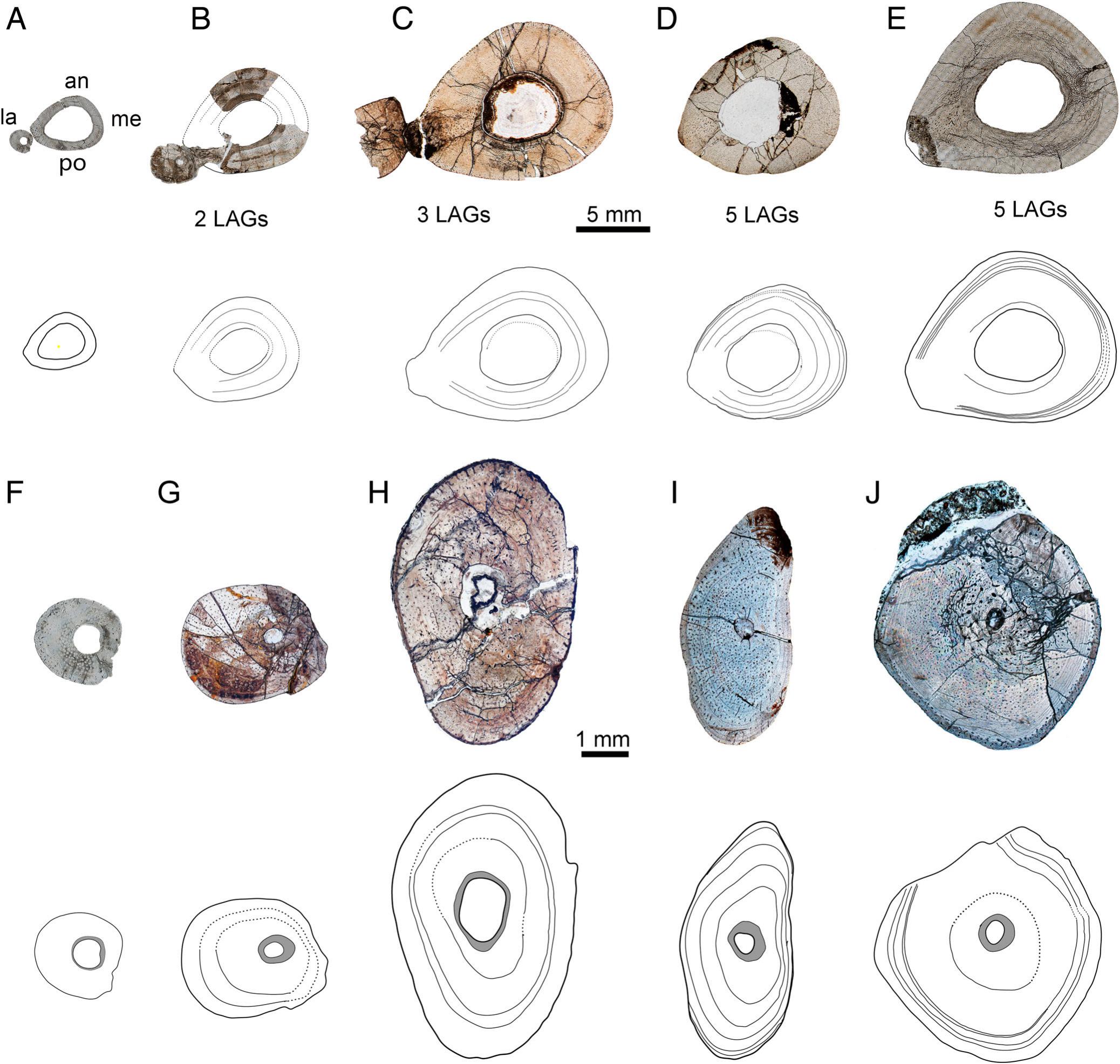 Bone Histology of the Non-Iguanodontian Ornithopod Jeholosaurus 