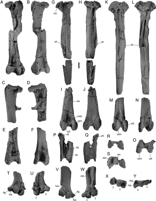 Skeleton Of A New Owl From The Early Eocene Of North America (aves 