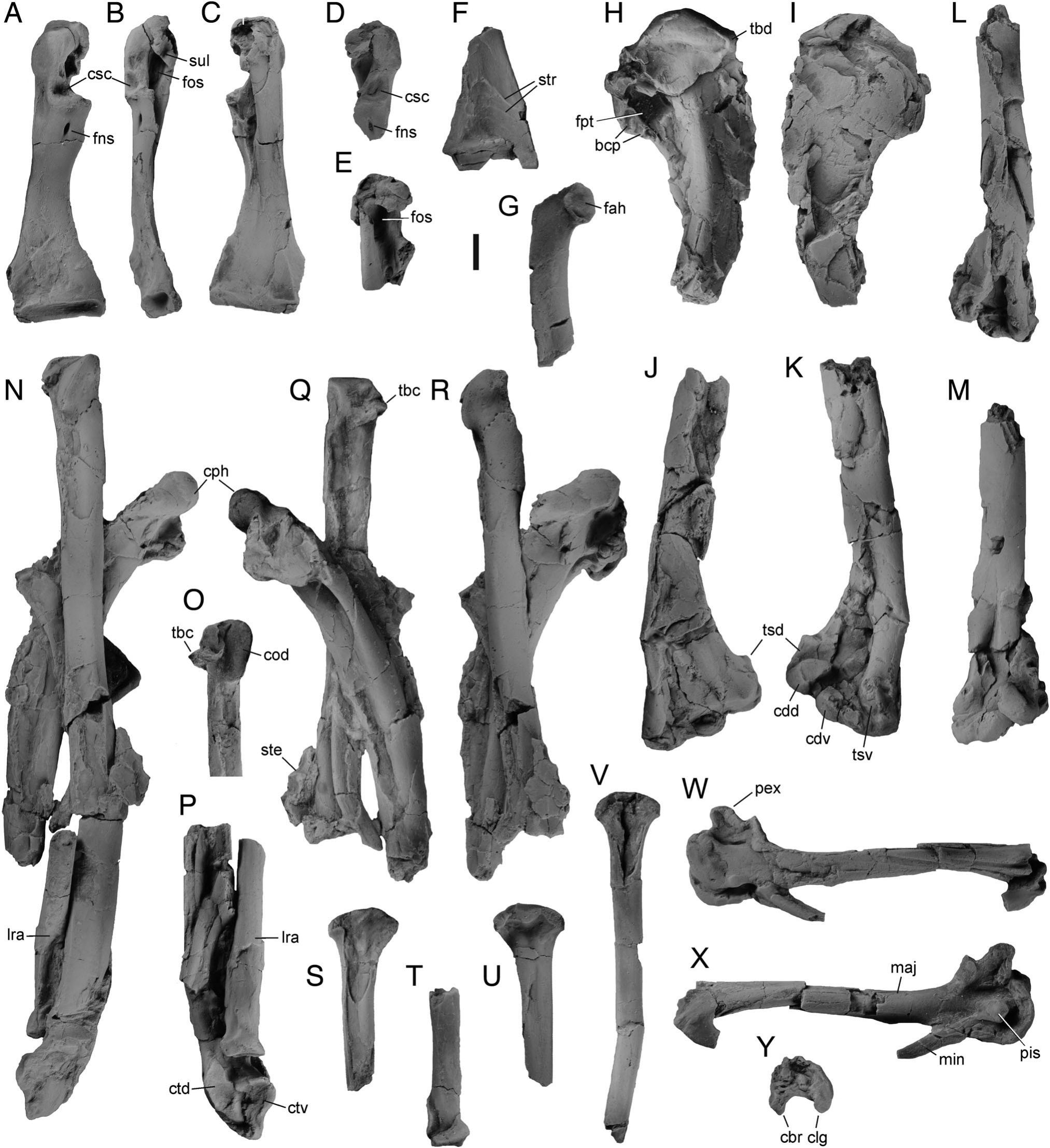 Skeleton of a New Owl from the Early Eocene of North America (Aves ...