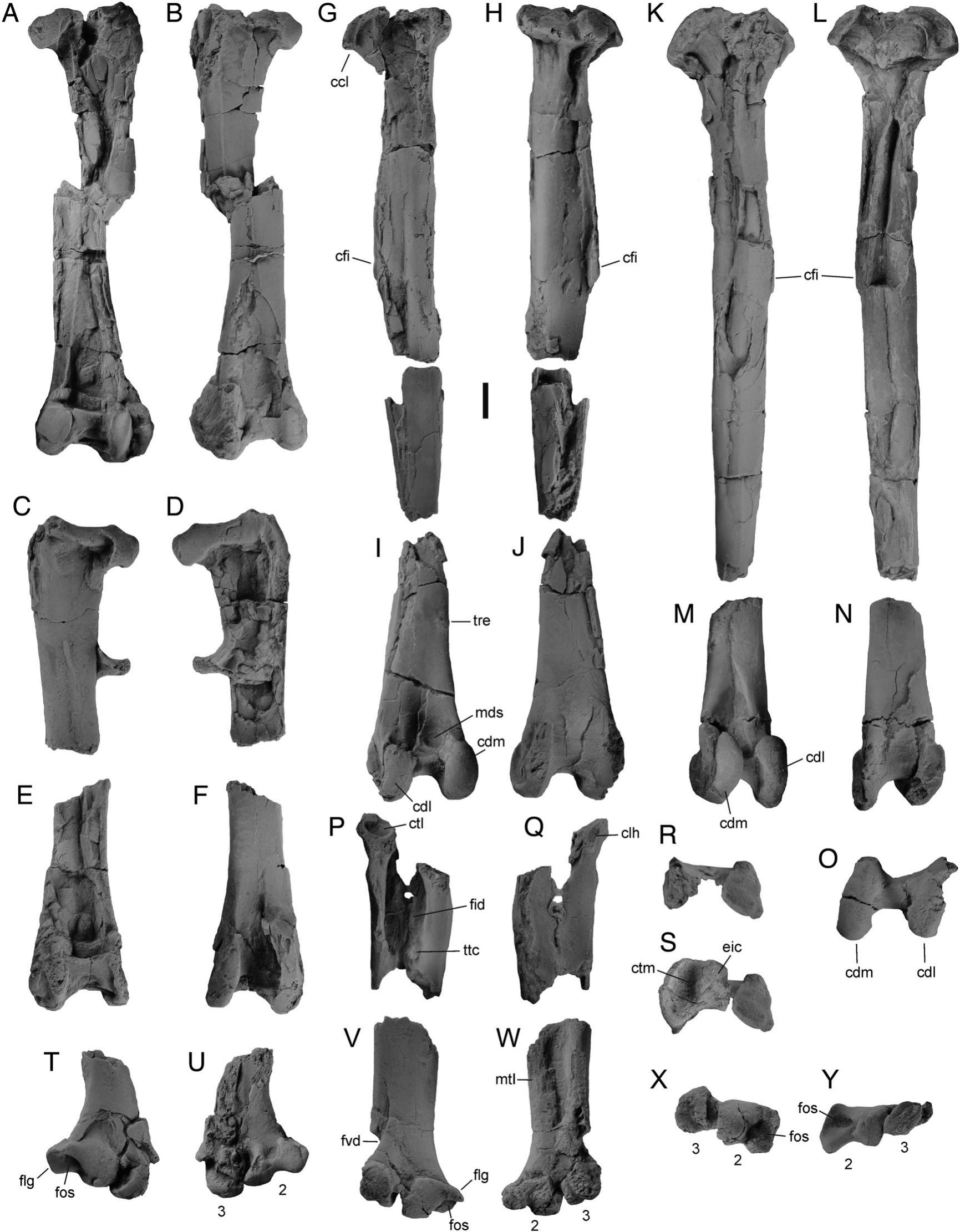 Skeleton of a New Owl from the Early Eocene of North America (Aves ...