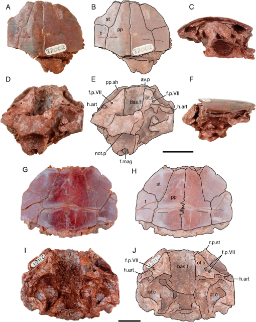 A New Species of Megalichthys (Sarcopterygii, Megalichthyidae) from the ...