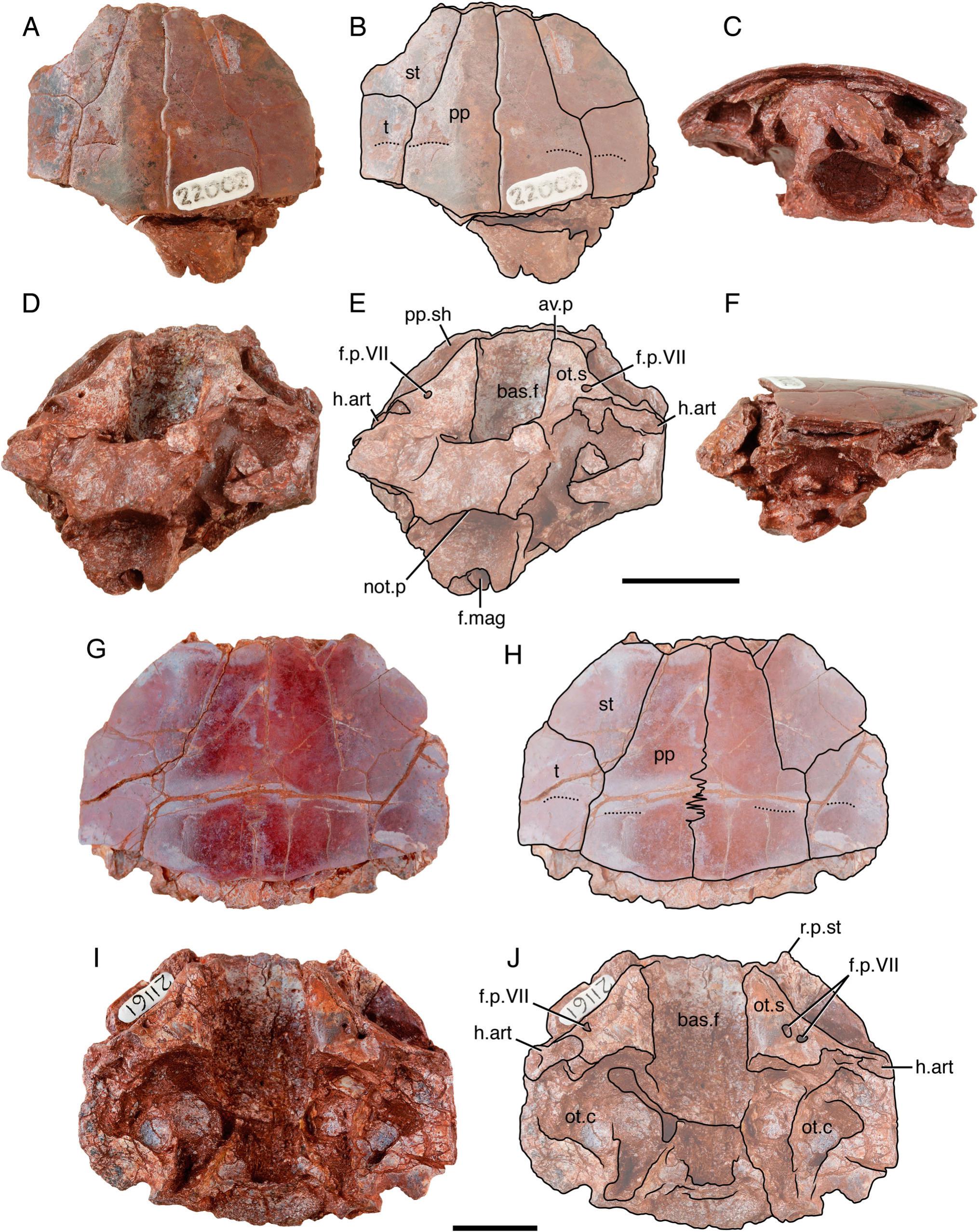 A New Species of Megalichthys (Sarcopterygii, Megalichthyidae) from the ...