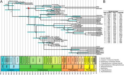 Radiation and Divergence Times of Batoidea