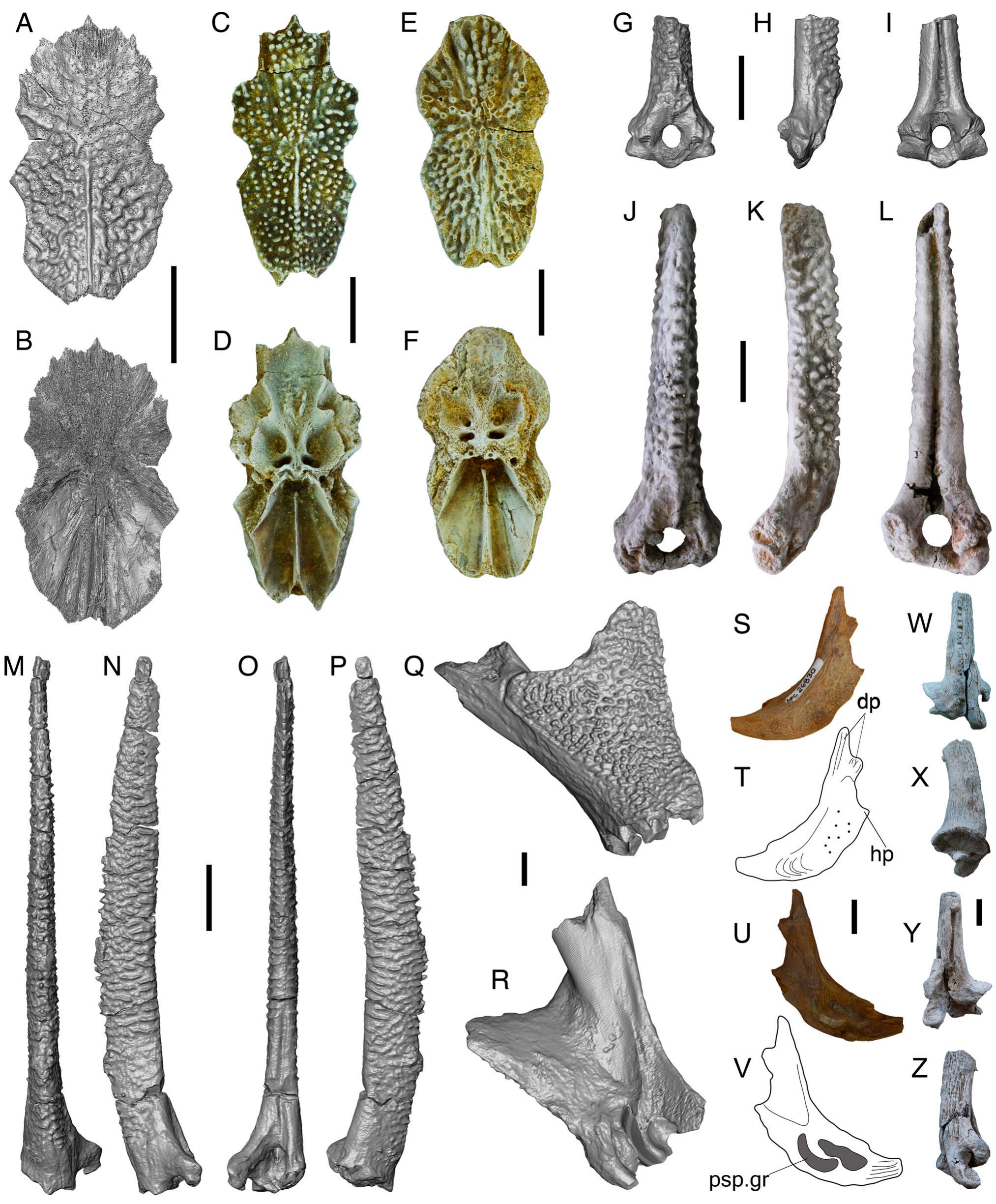 Oldest Record of African Bagridae and Evidence from Catfishes for a ...