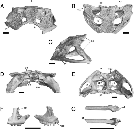 Description of a New Species of Fossil Ceratophrys (Anura ...