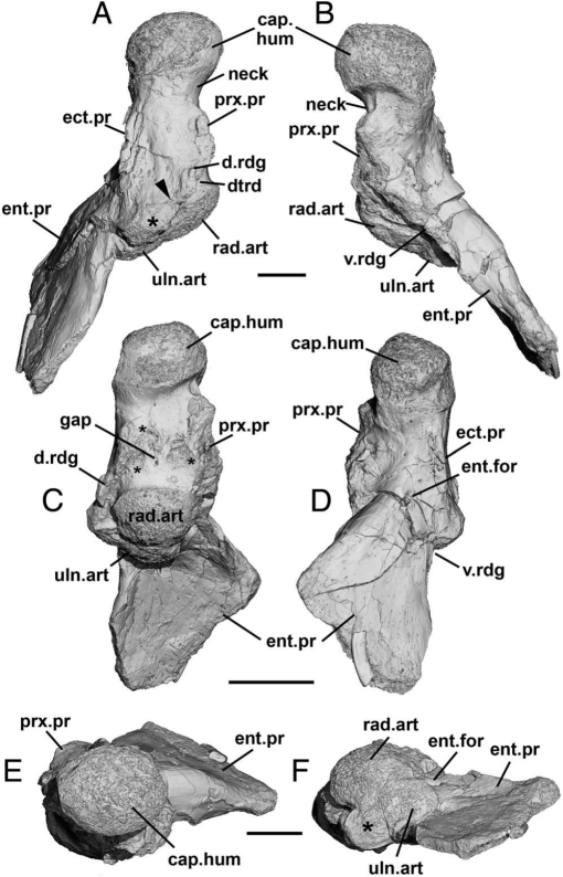 A New Look at Carboniferous Rhizodontid Humeri (Sarcopterygii ...