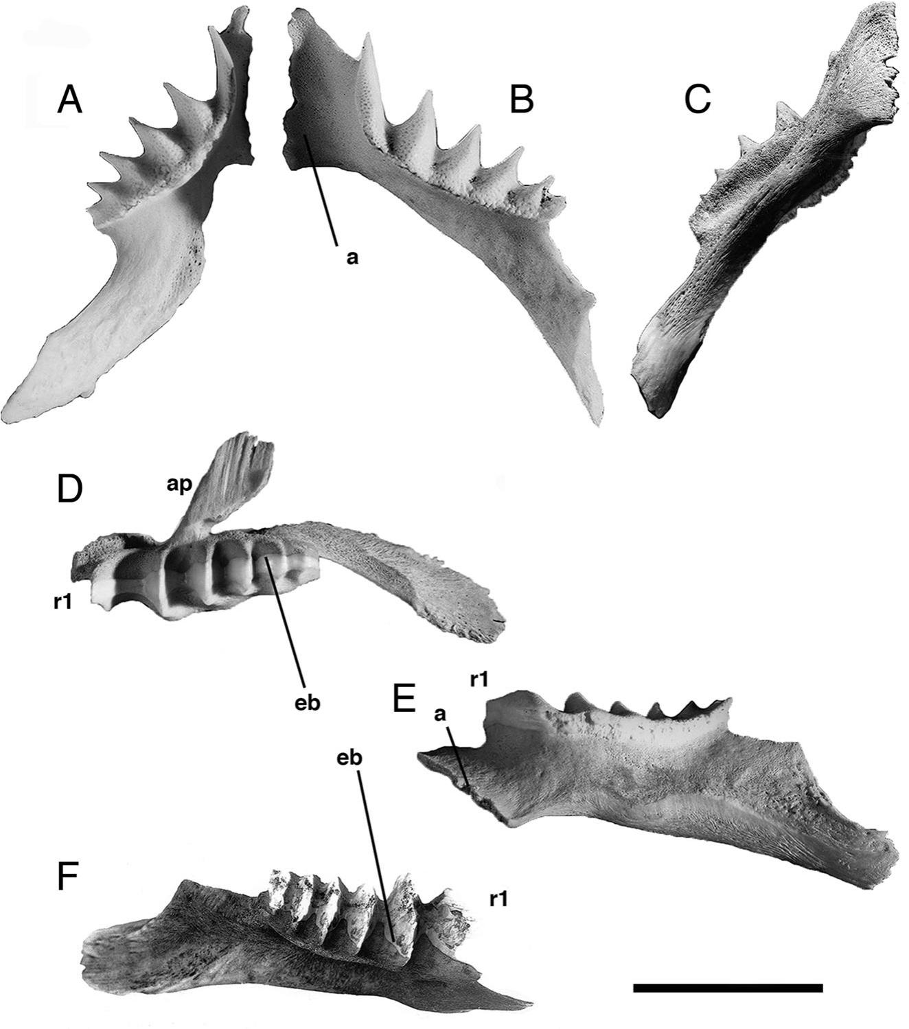 A New Species of Fossil Lungfish (Osteichthyes: Dipnoi) from the ...