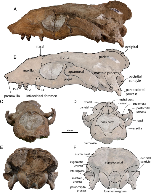 The Dawn of Desmatophocidae: A New Species of Basal Desmatophocid Seal ...