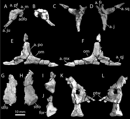 New Specimens of Scutellosaurus lawleri Colbert, 1981, from the 
