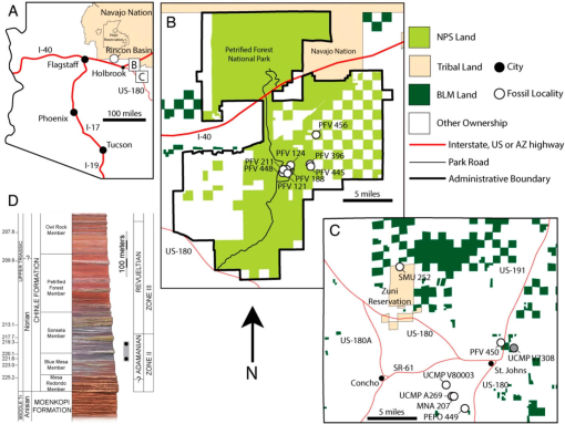 Skeletal Anatomy Of Acaenasuchus Geoffreyi Long And Murry 1995 Archosauria Pseudosuchia And Its Implications For The Origin Of The Aetosaurian Carapace