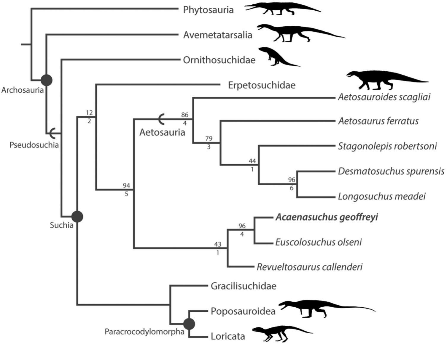 Skeletal Anatomy Of Acaenasuchus Geoffreyi Long And Murry 1995 Archosauria Pseudosuchia And Its Implications For The Origin Of The Aetosaurian Carapace