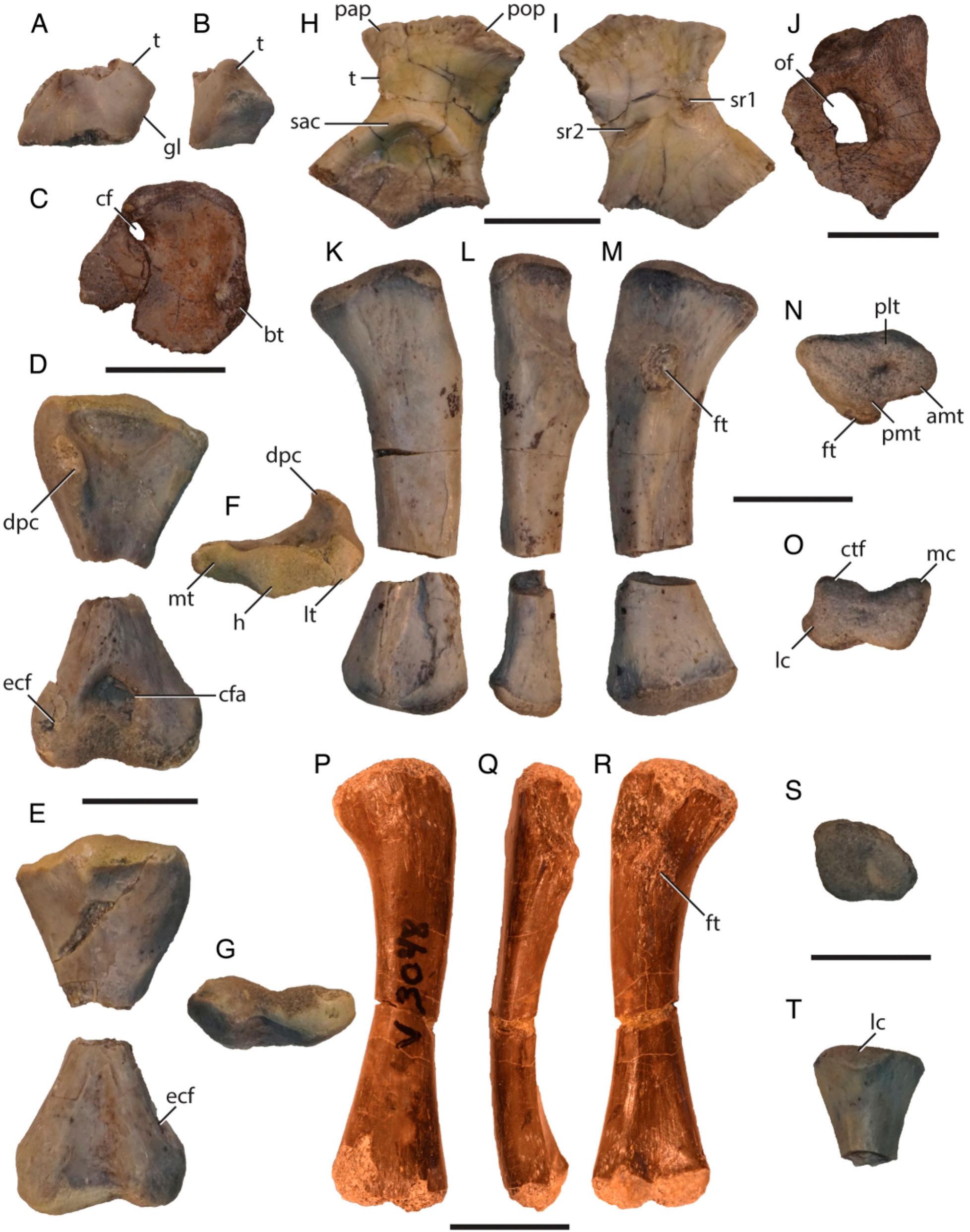 Skeletal Anatomy Of Acaenasuchus Geoffreyi Long And Murry 1995 Archosauria Pseudosuchia And Its Implications For The Origin Of The Aetosaurian Carapace