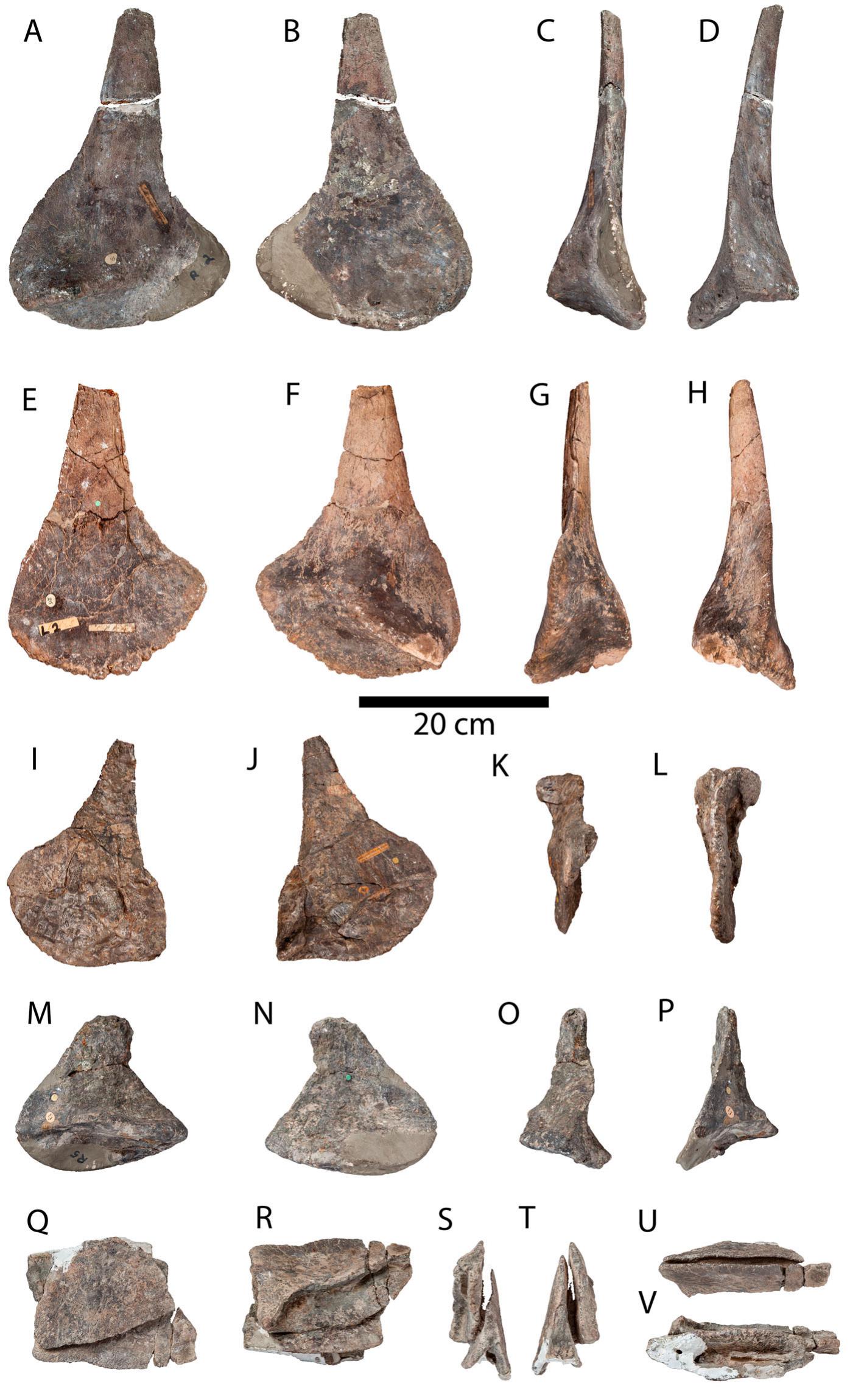 Osteology And Taxonomy Of British Wealden Supergroup Berriasian Aptian Ankylosaurs Ornithischia Ankylosauria
