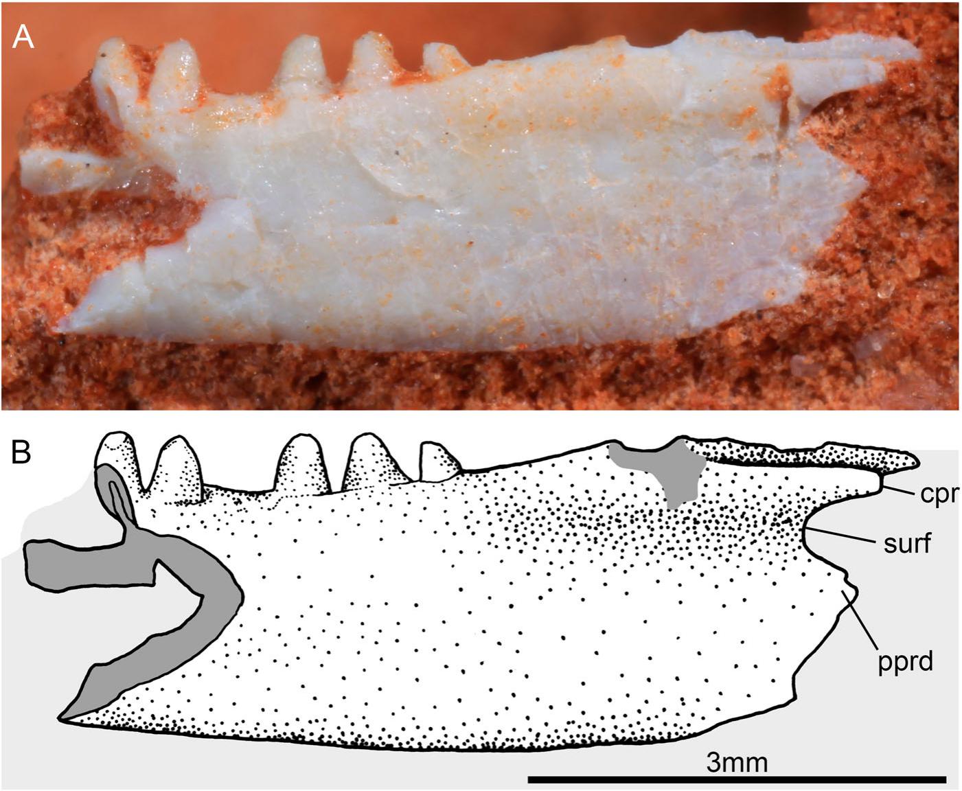 To Be Or Not To Be The Hidden Side Of Cargninia Enigmatica And Other Puzzling Remains Of Lepidosauromorpha From The Upper Triassic Of Brazil