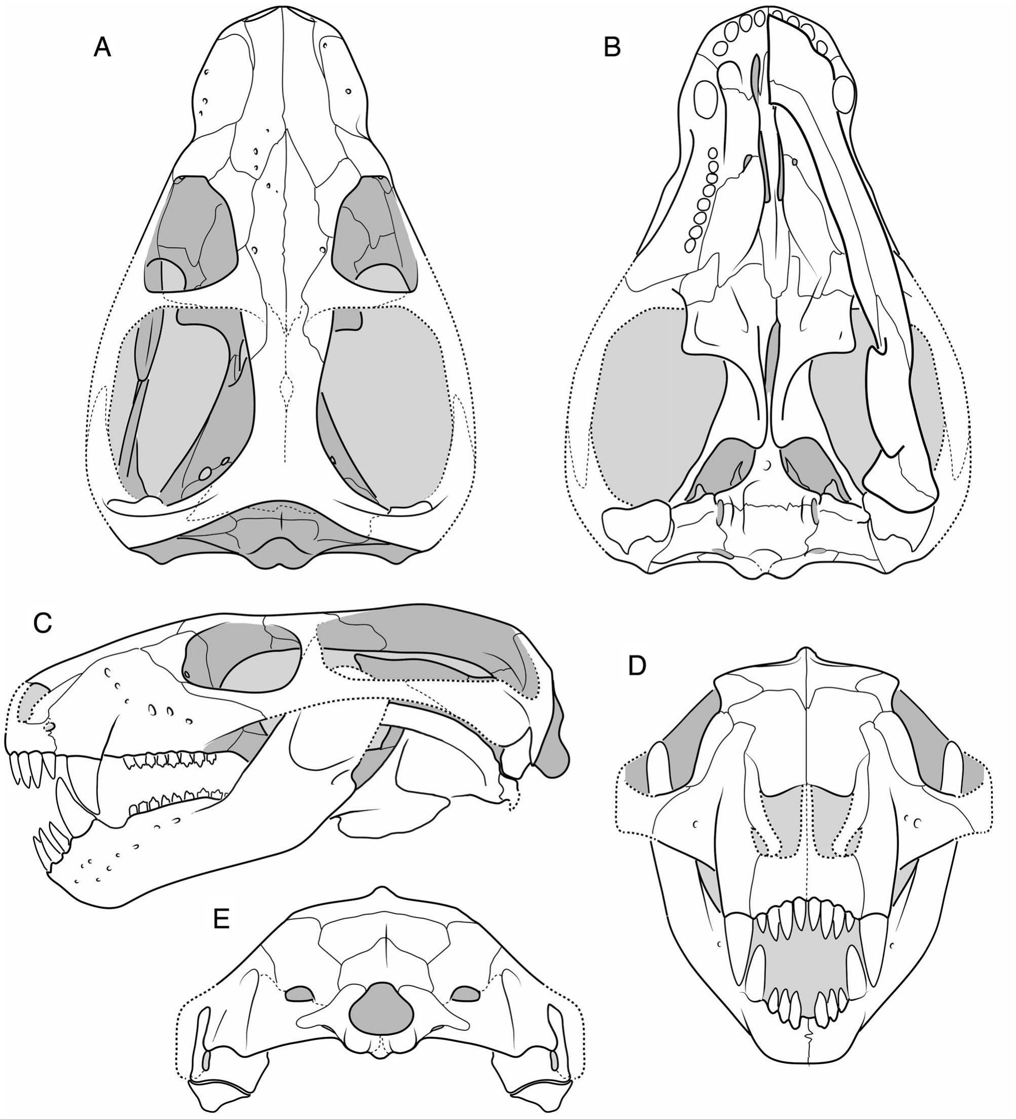 A Basal Nonmammaliaform Cynodont from the Permian of Zambia and the ...