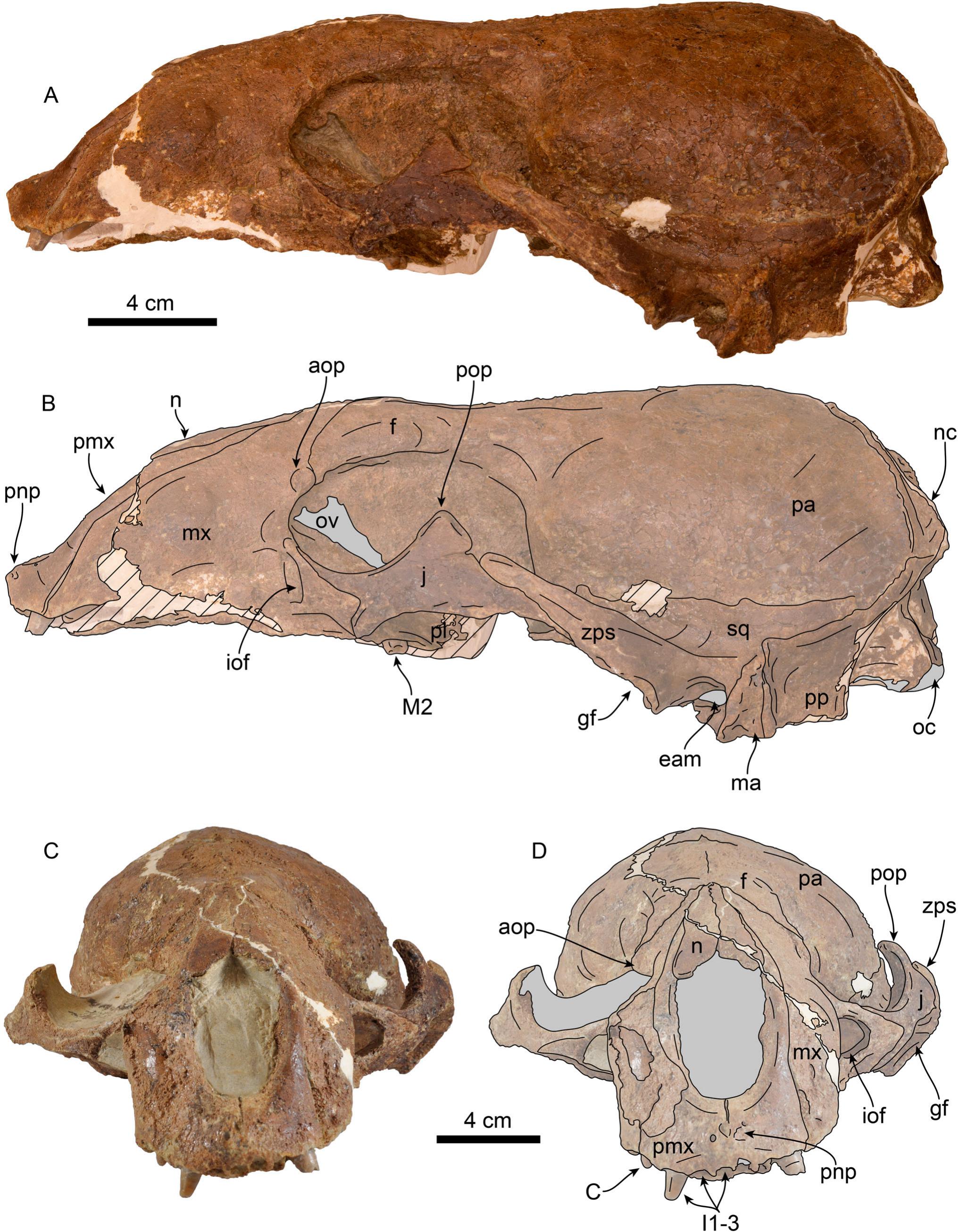 Insights on the Dental Evolution of Walruses Based on New Fossil ...