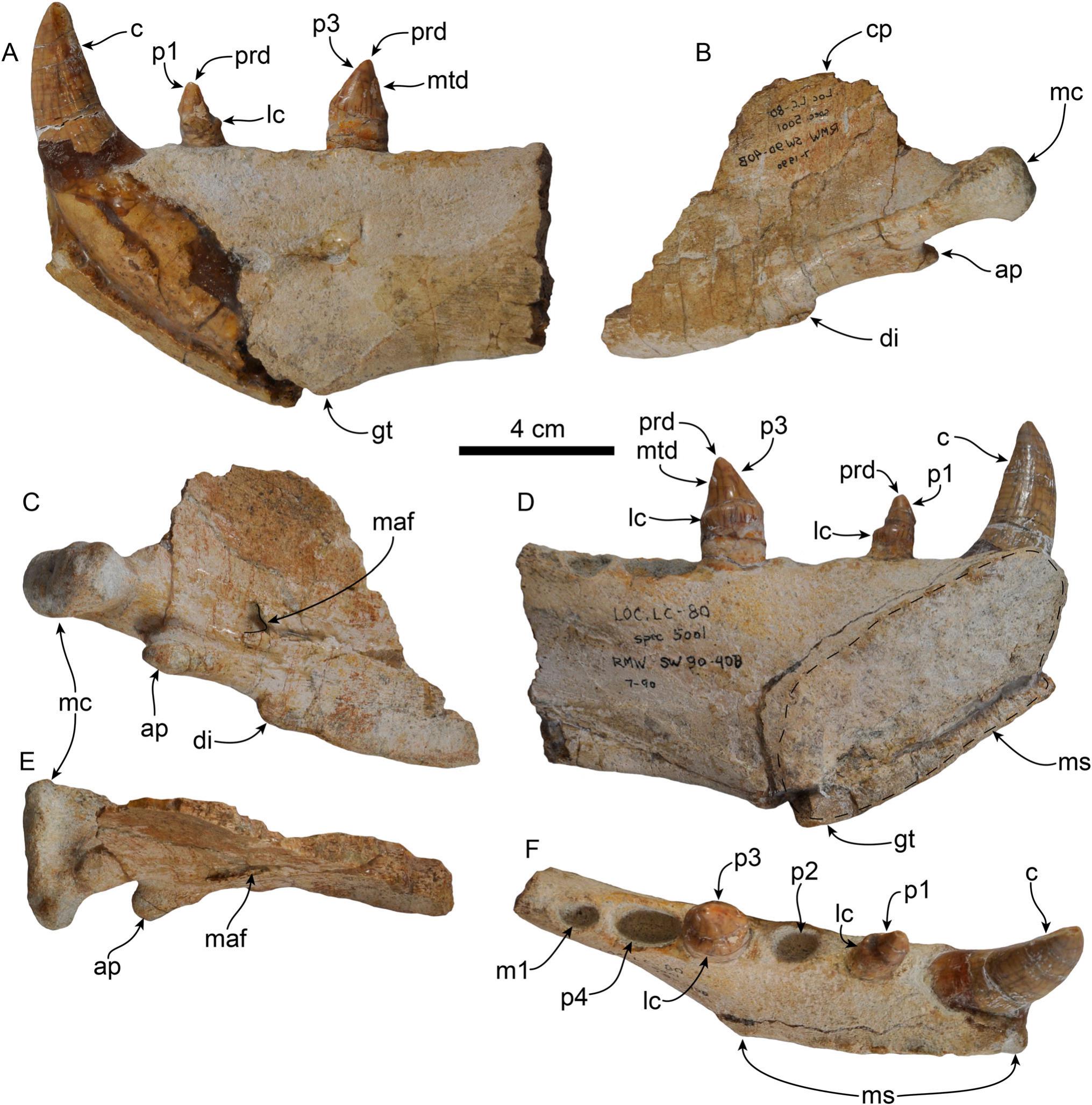 Insights on the Dental Evolution of Walruses Based on New Fossil ...