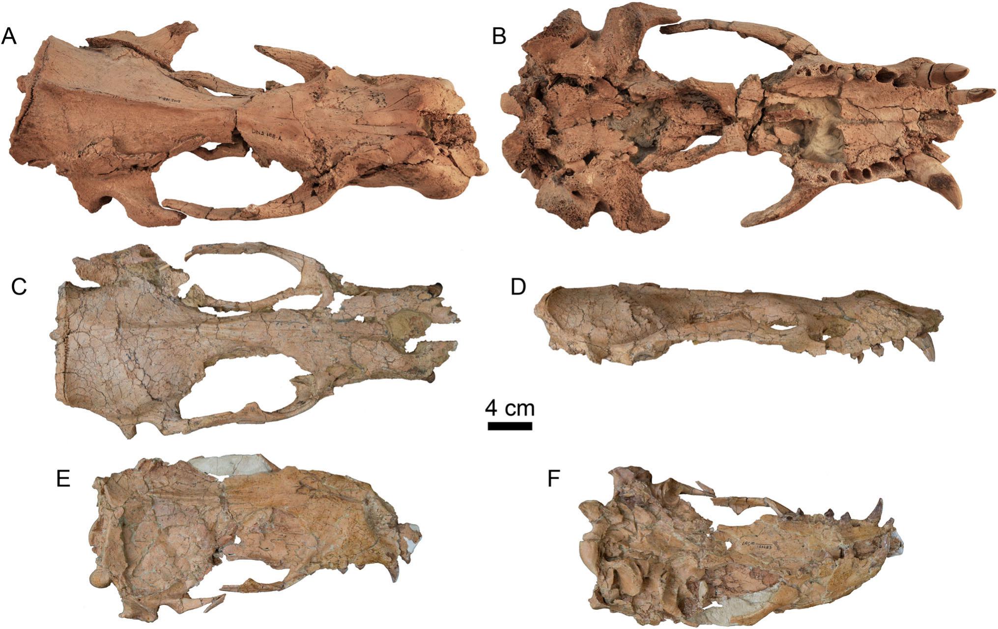 Insights on the Dental Evolution of Walruses Based on New Fossil ...