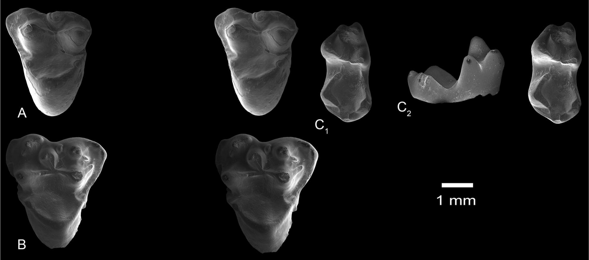 Geologically Oldest Pediomyoidea (Mammalia, Marsupialiformes) from the ...