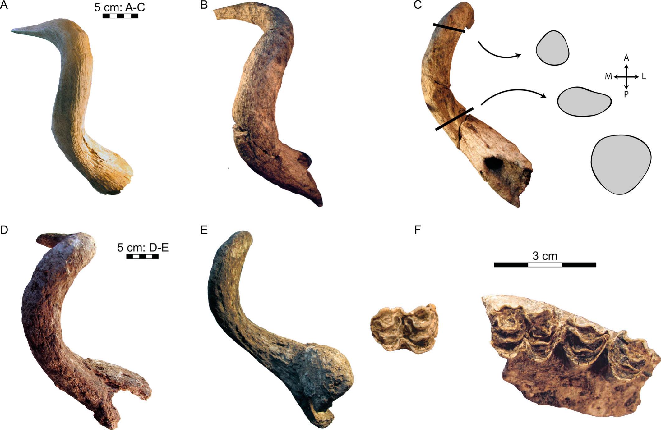 plaats Volharding bemanning Late Pleistocene Mammals from Kibogo, Kenya: Systematic Paleontology,  Paleoenvironments, and Non-Analog Associations