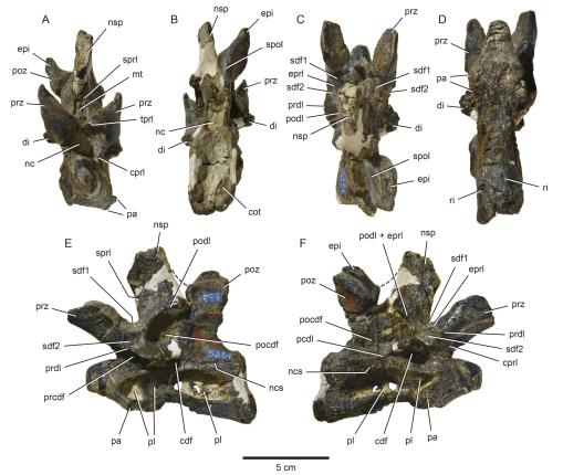 Neural Spine Sail, Shantungosaurus, deinosuchus, kaprosuchus