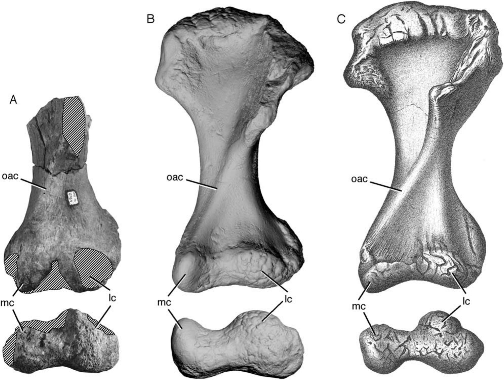 First Osteological Record of a Stegosaur (Dinosauria, ornithischia ...