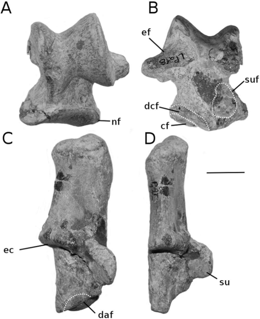 New Remains of Lophiaspis maurettei (Mammalia, Perissodactyla) from the  Early Eocene of France and the Implications for the Origin of the  Lophiodontidae