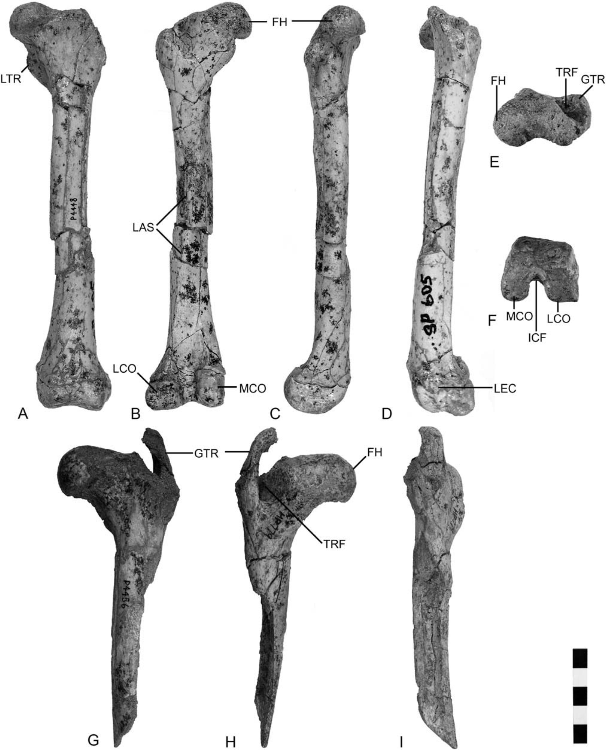 Functional Morphology of Wakaleo Postcrania from the Middle to Late ...