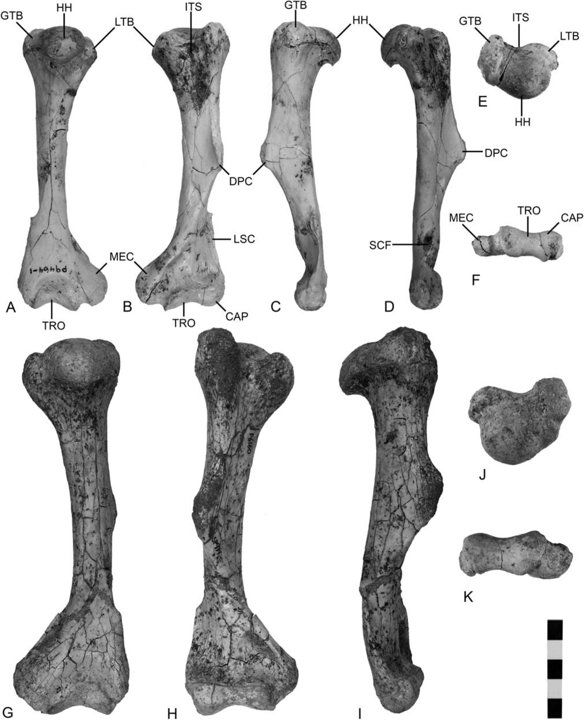 Functional Morphology of Wakaleo Postcrania from the Middle to Late ...