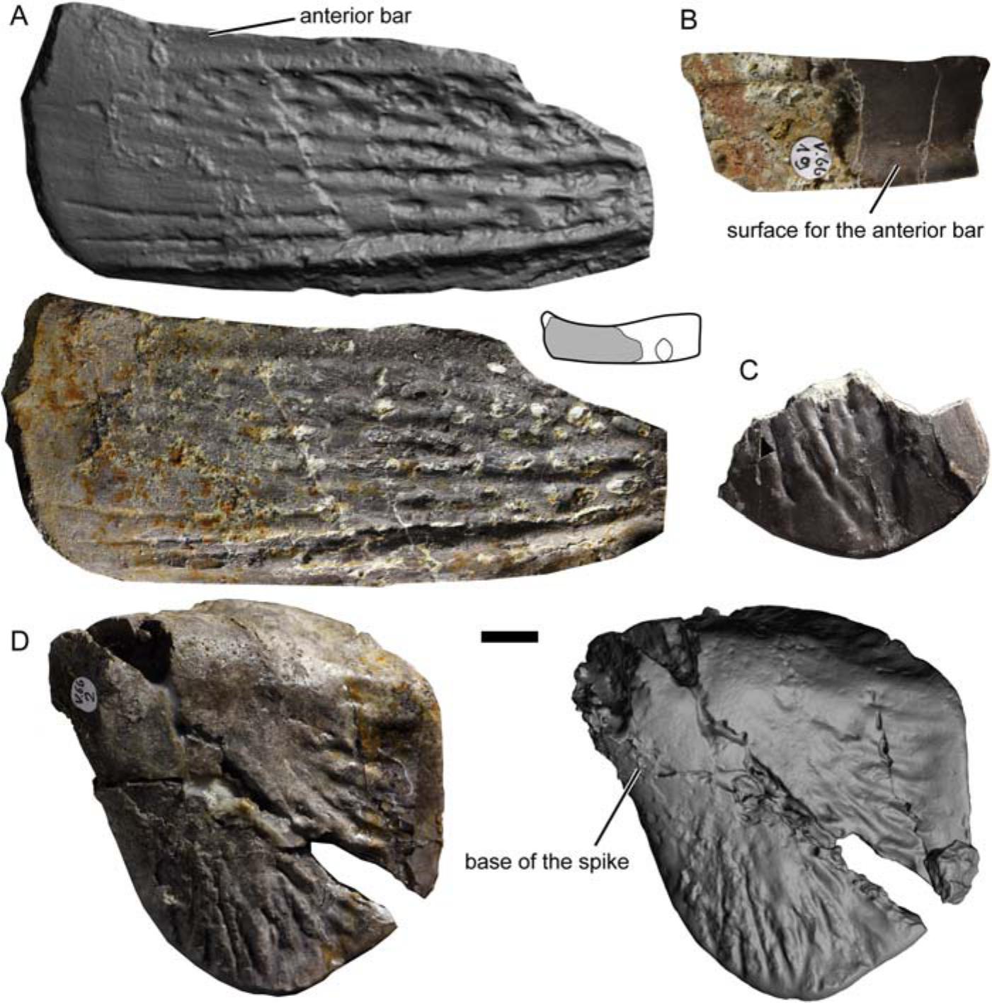 Of shields, plates and spikes – the complex scale patterns of ostrich legs