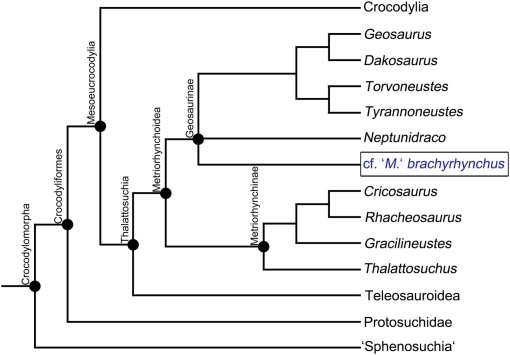 Braincase anatomy of extant Crocodylia, with new insights into the